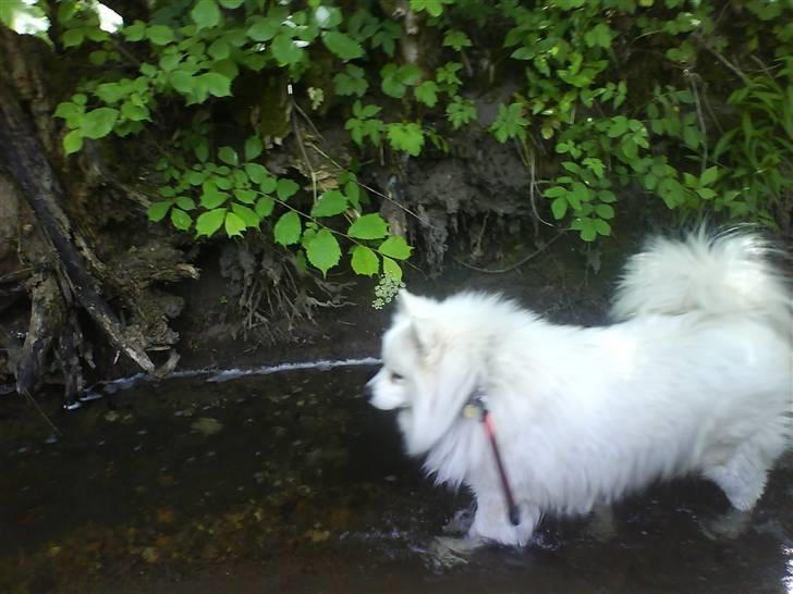 Samojedhund Vaks <3 - ude at gå i bækken #Fotograf: Anne-Mette Fogh# billede 17