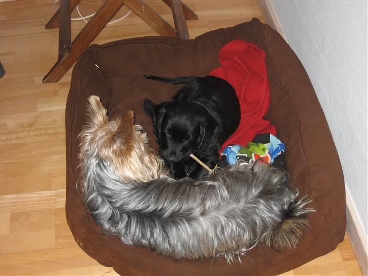 Field Trial Cockerspaniel Magnus - Her er jeg med min "storebror Anton" som også findes på hundegalleri.dk billede 5