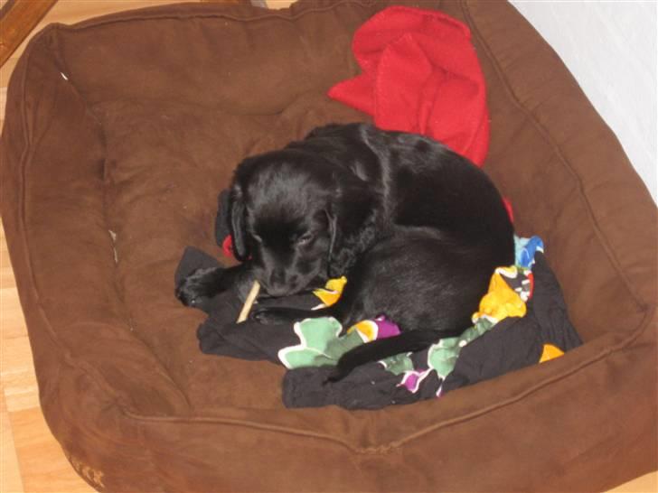 Field Trial Cockerspaniel Magnus billede 6