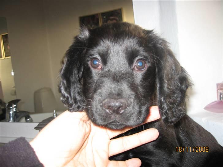 Field Trial Cockerspaniel Magnus billede 7