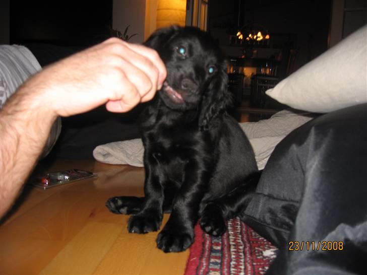 Field Trial Cockerspaniel Magnus billede 8