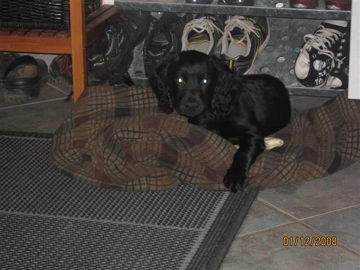 Field Trial Cockerspaniel Magnus billede 9