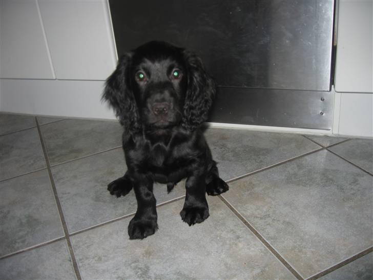 Field Trial Cockerspaniel Magnus billede 10