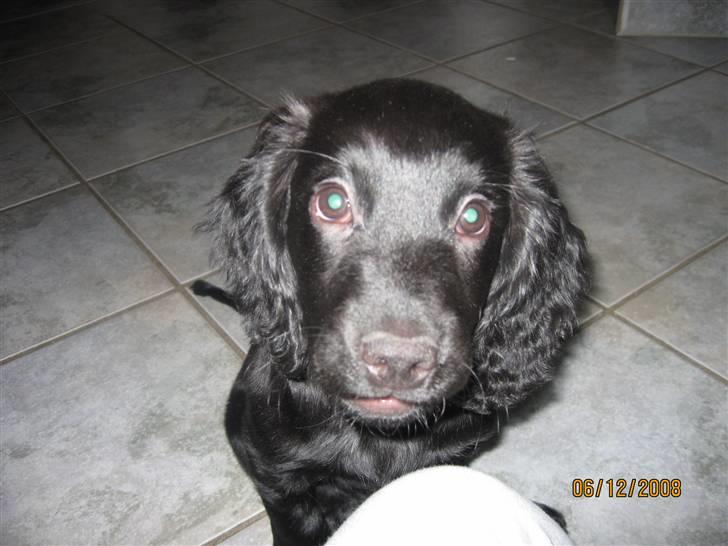 Field Trial Cockerspaniel Magnus billede 11