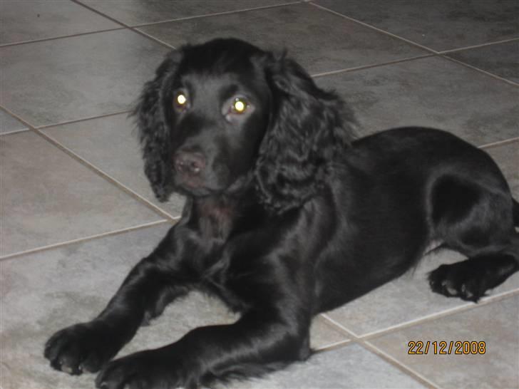 Field Trial Cockerspaniel Magnus billede 12