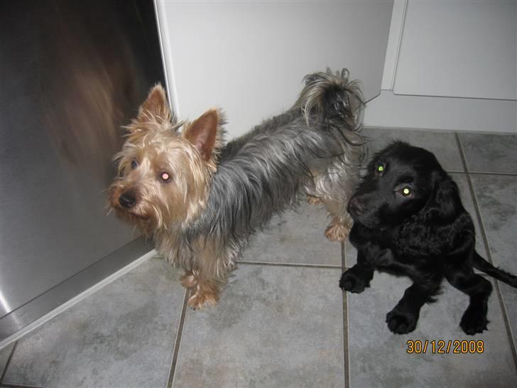 Field Trial Cockerspaniel Magnus billede 13