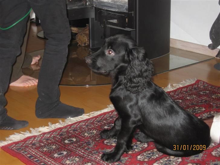 Field Trial Cockerspaniel Magnus billede 14