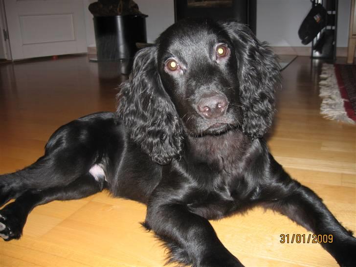 Field Trial Cockerspaniel Magnus billede 15