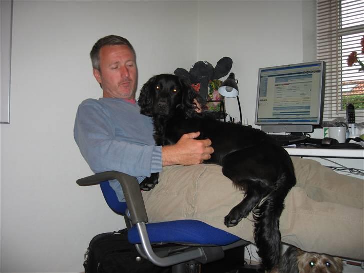 Field Trial Cockerspaniel Magnus billede 16