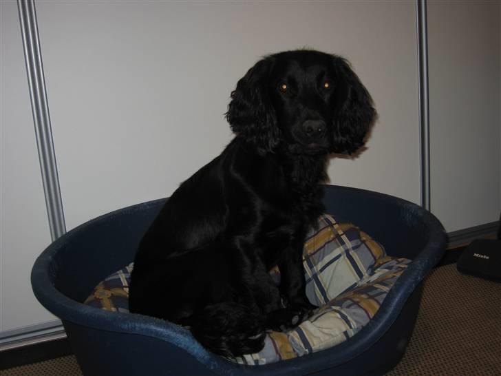 Field Trial Cockerspaniel Magnus billede 17