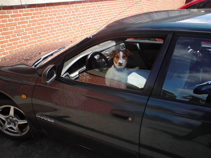 Dansk svensk gaardhund Minnie <3 - Ude og køre bil! xD billede 10