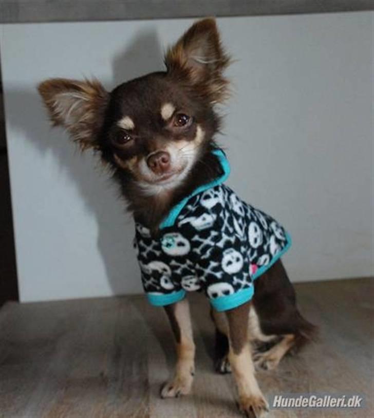 Chihuahua Chalou's Prada - "MINNIE" billede 2