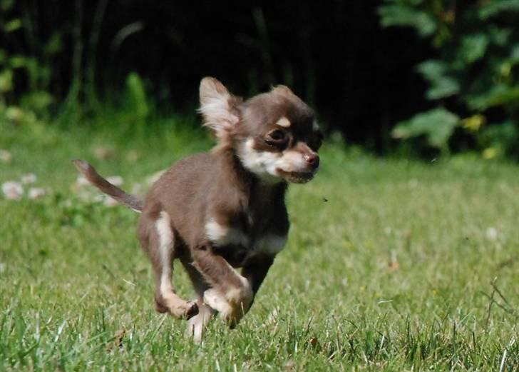 Chihuahua Chalou's Prada - "MINNIE" billede 7