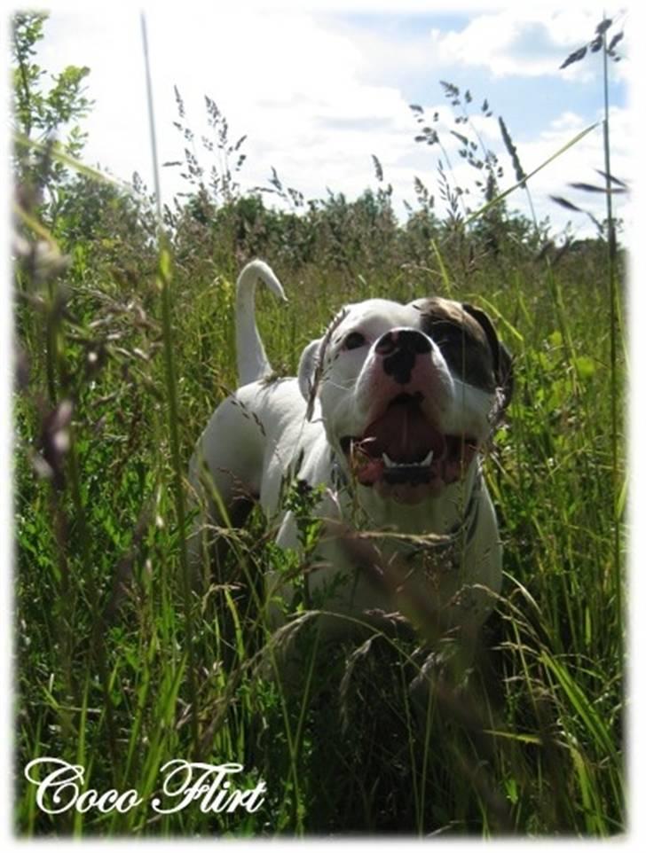 Amerikansk bulldog Coco Flirt - 15.06.09... Der er ikk noget bedre end det høje græs :D billede 18