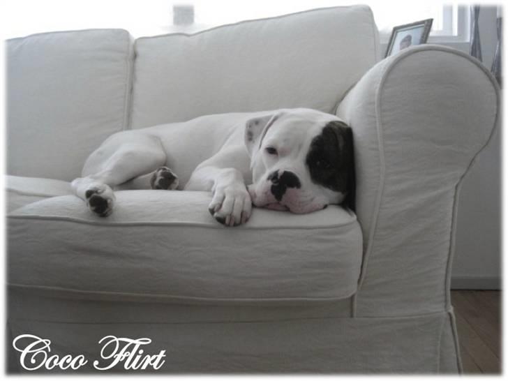Amerikansk bulldog Coco Flirt - Coco Flirt... Mor´s pølse... 07 Oktober 2009 billede 19