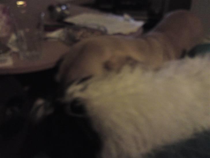 Chinese crested powder puff Zhu Mu Yo billede 6