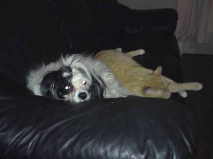 Chinese crested powder puff Zhu Mu Yo billede 7