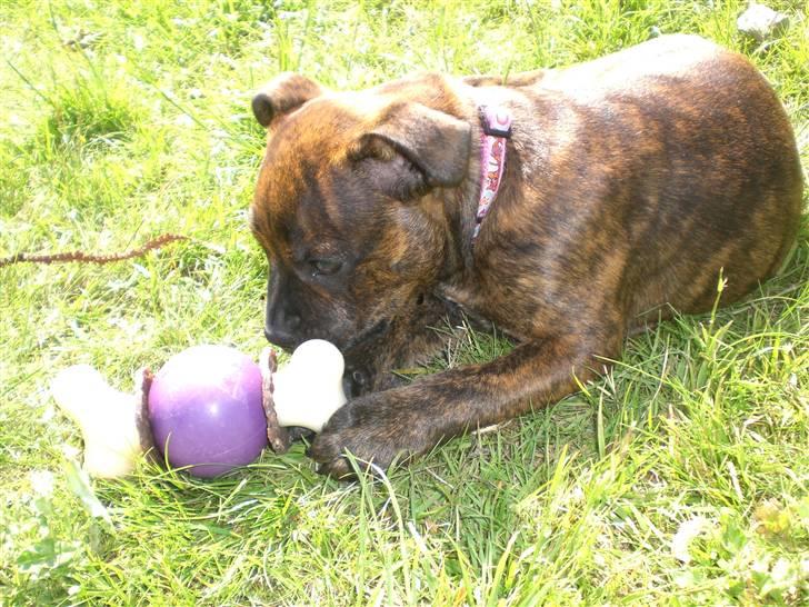 Staffordshire bull terrier Freya billede 10