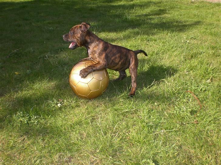 Staffordshire bull terrier Freya billede 11