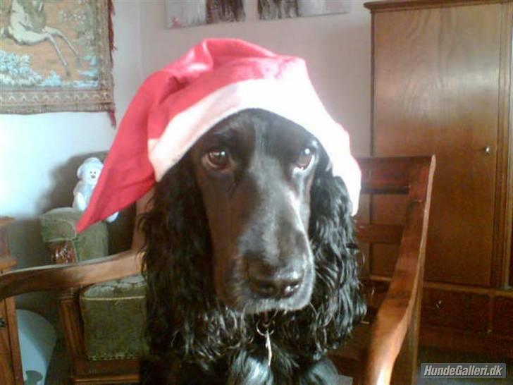 Cocker spaniel Sigurd - Jule-cocker...han bare ÆLSGER den hue...not! billede 1