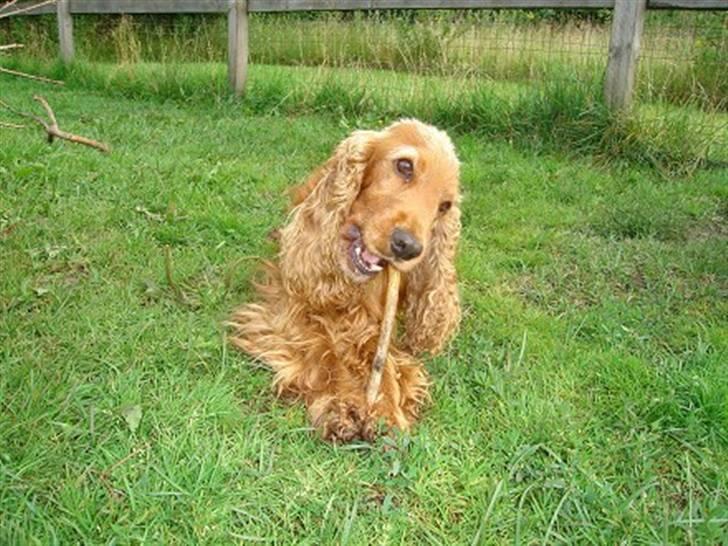 Cocker spaniel Sigurd - Tjoko, Sigurds far. billede 2