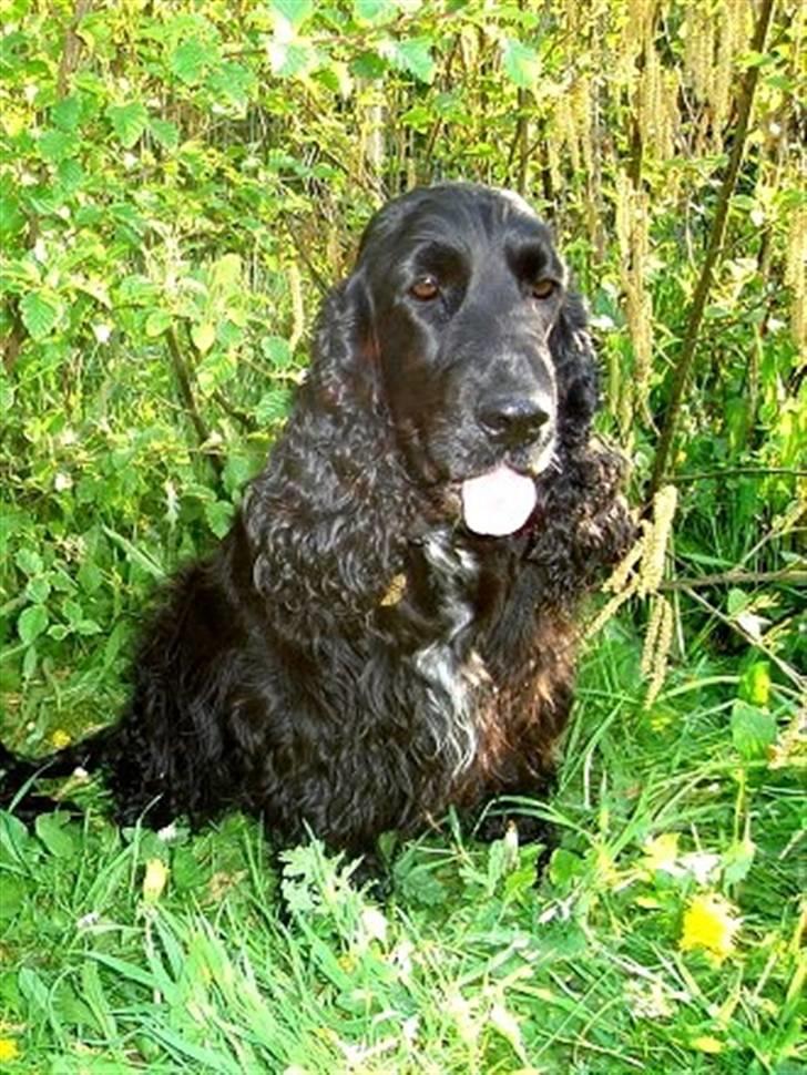 Cocker spaniel Sigurd - Smilla, Sigurds mor. billede 3