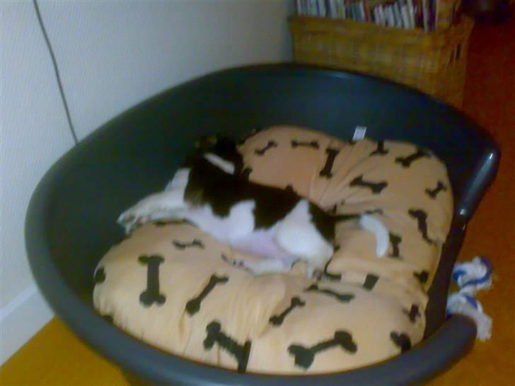 Jack russell terrier Issa - det er min lille hund der ligger i sin egen kurv og sover billede 1