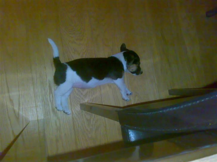 Jack russell terrier Issa - min mis har lånt min hunds kurv så den skulle sove på gulvet uden sin puden billede 2