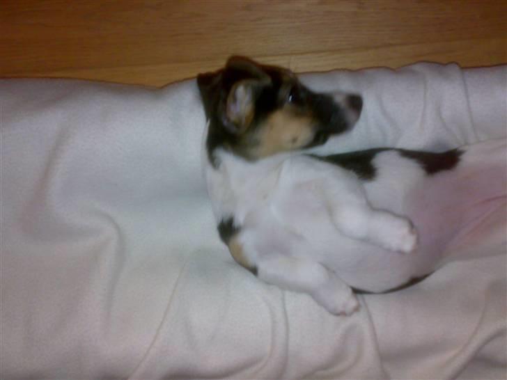 Jack russell terrier Issa - der skulle min hund lige kigge om jeg sov eller om jeg bare snorkede :-) billede 4