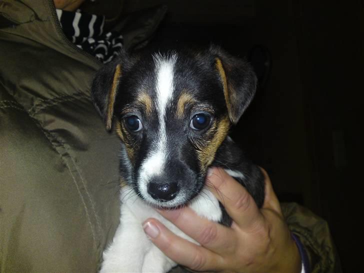 Jack russell terrier Issa - på det der billede er den kun 6 uger den ser meget ældrer ud :-) billede 5