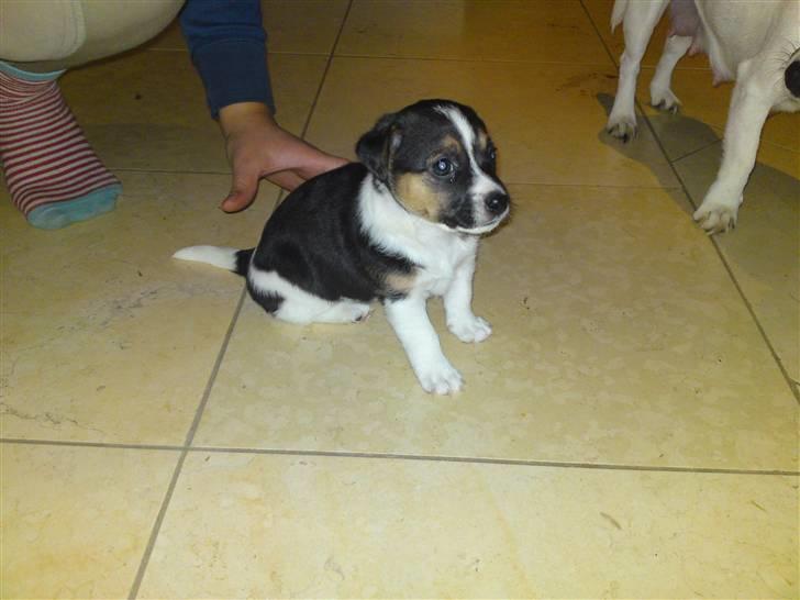 Jack russell terrier Issa - der er den næsten lige blevet født og den tør ikke gå :-) billede 6