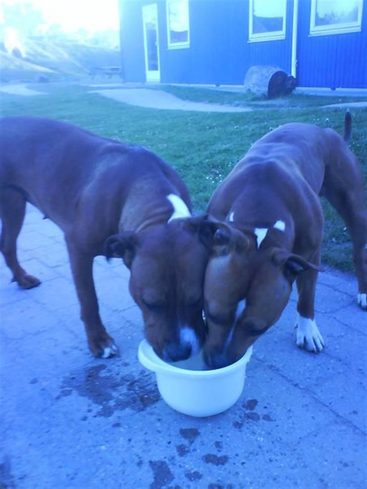 Amerikansk staffordshire terrier King billede 20