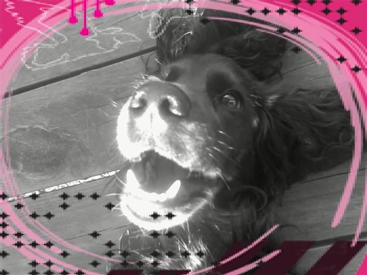 Cocker spaniel Sigurd - Ha ha ho ho hoooooo.....!!!! billede 4