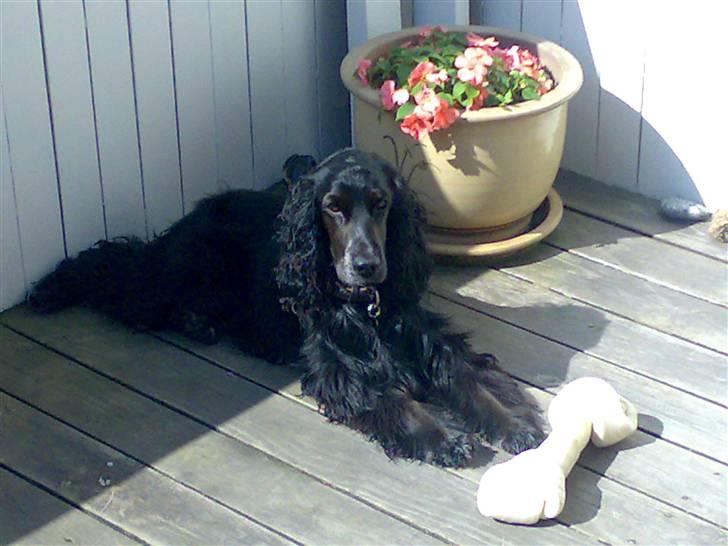 Cocker spaniel Sigurd - Sigurd har fået føs´das´ben... billede 6