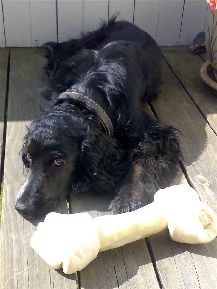 Cocker spaniel Sigurd - Årh for et KÆMPE ben...suk...pause...men det er MIT!!! billede 7