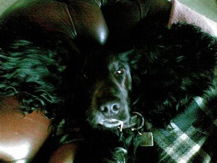 Cocker spaniel Sigurd billede 9