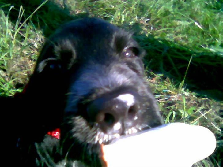 Cocker spaniel Sigurd - Sigurds første is.... billede 10