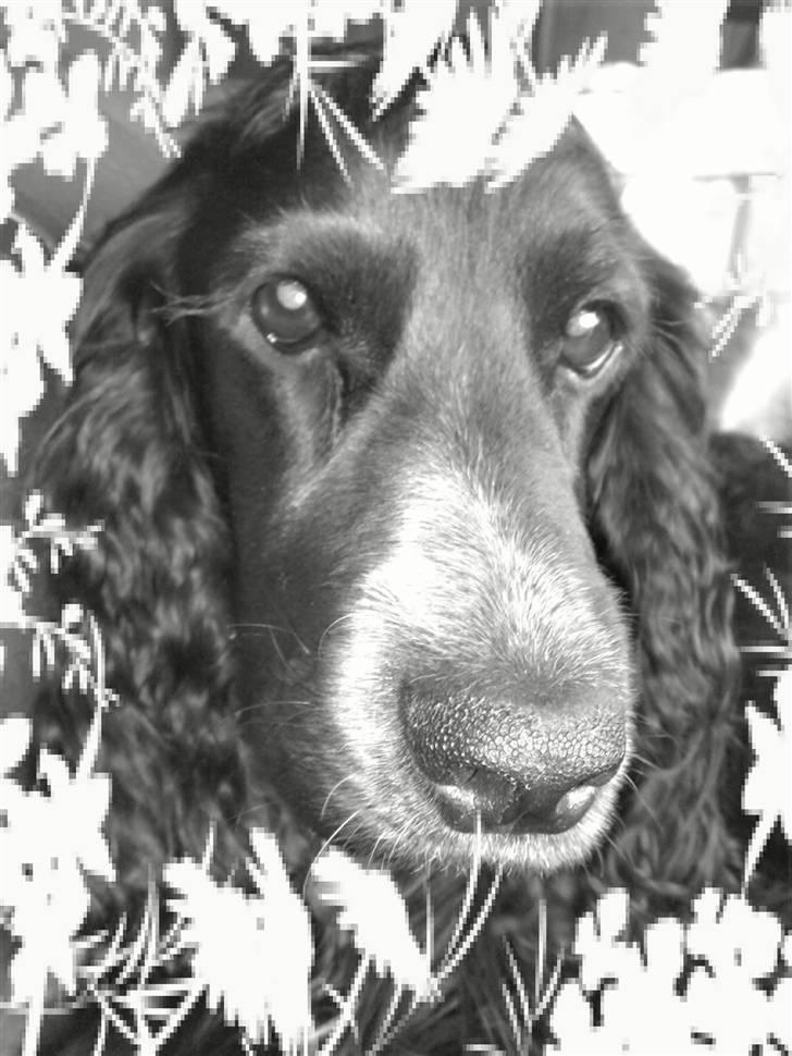 Cocker spaniel Sigurd - Kuk-kuk... billede 11