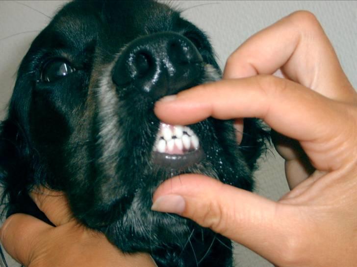 Cocker spaniel Sigurd - FLOTTE bisser.... billede 12