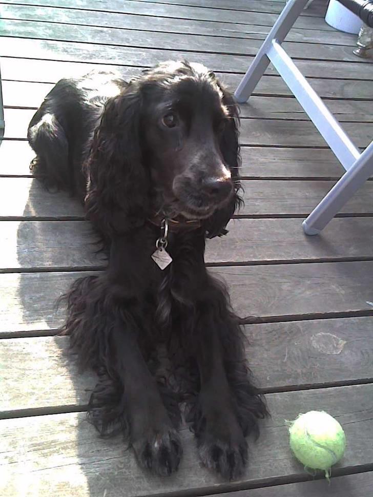 Cocker spaniel Sigurd - Sigurd og hans bold...man skal holde øje med de små skiderikker....de hopper... billede 13