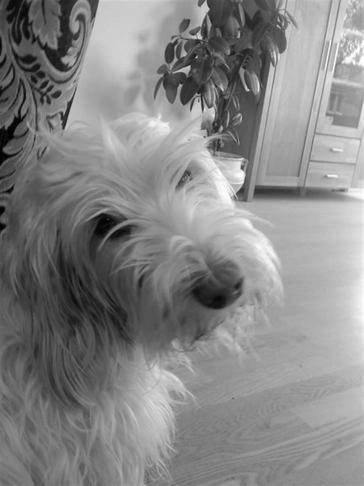 Petit basset griffon wendéen Freja - jegelskerfreja billede 16