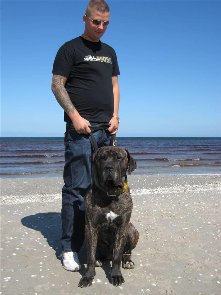 Dogo canario sofus R.I.P billede 9