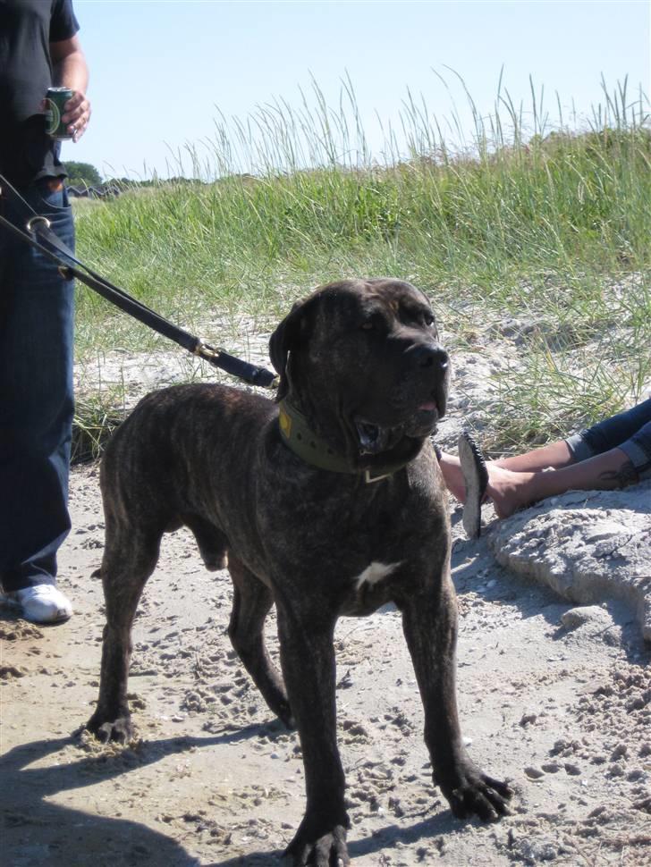 Dogo canario sofus R.I.P billede 10