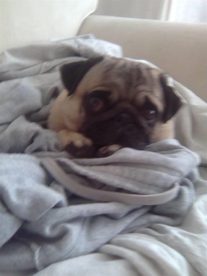 Mops Chanel billede 14