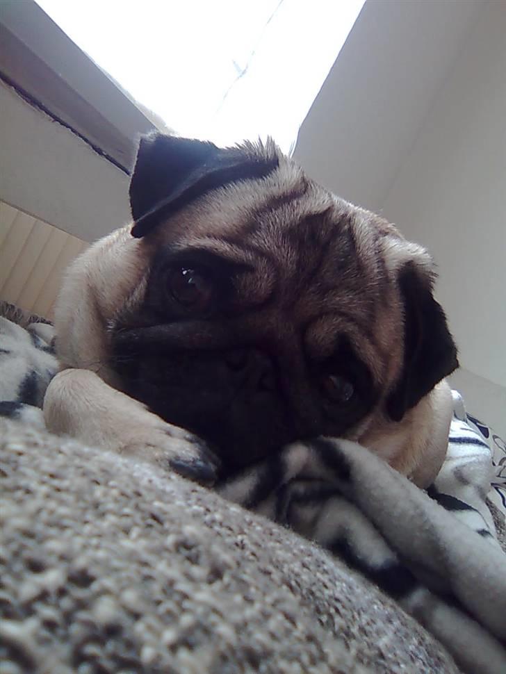 Mops Chanel billede 15