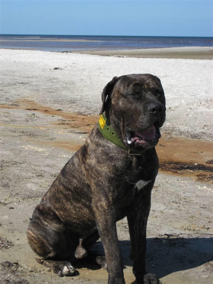 Dogo canario sofus R.I.P billede 11