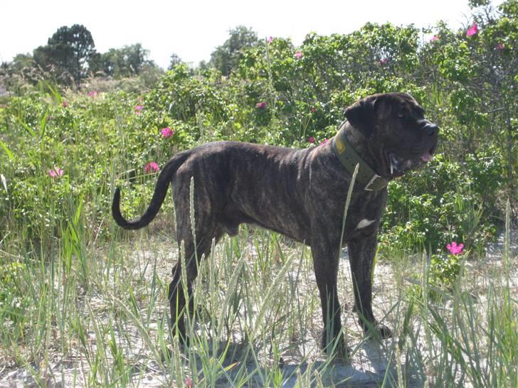 Dogo canario sofus R.I.P billede 12