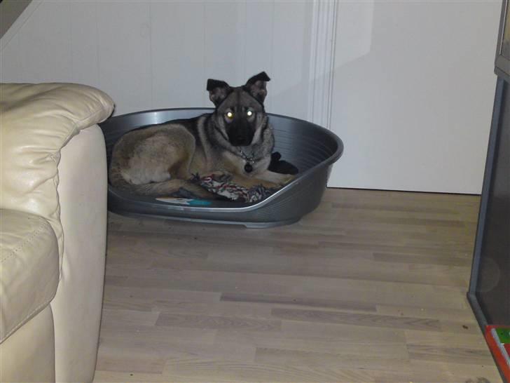 Blanding af racer Simba - nu ligger jeg i min kurv mor billede 11