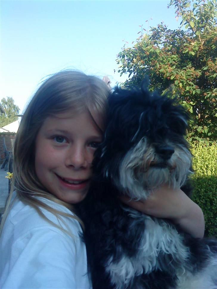 Bichon havanais Jivika¤bassen¤ billede 19