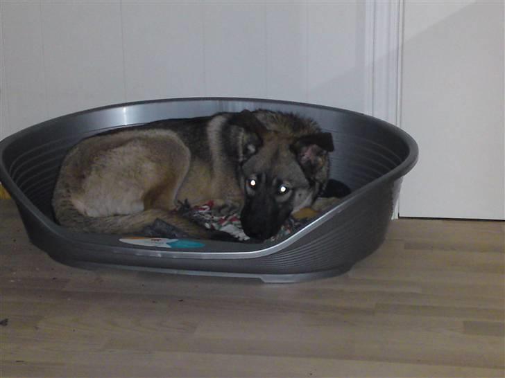 Blanding af racer Simba - nu putter jeg i min kurv billede 12